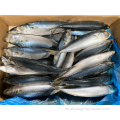 Gefrorener pazifischer Makrele 100-200G 200-300G für Europa